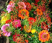 Anklicken f�r grosses Bild